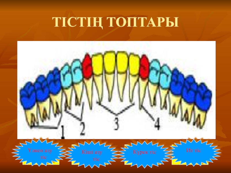 Тістем түрлері презентация