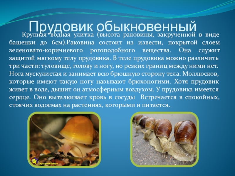 Прудовик описание. Брюхоногие моллюски прудовик обыкновенный. Улитка прудовик. Водная улитка прудовик. Улитка прудовик размножение.