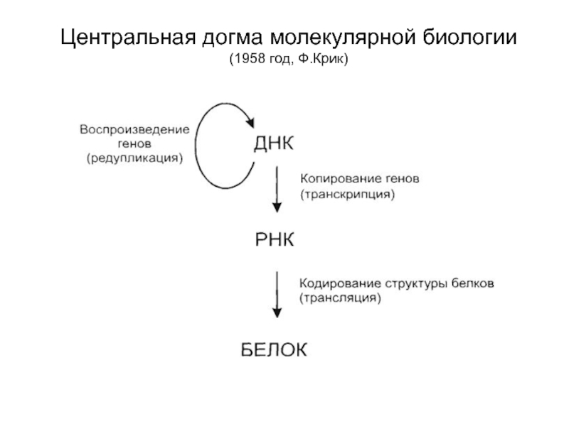 Центральная догма молекулярной биологии. 1958 Центральная Догма молекулярной биологии. Центральная Догма молекулярной биологии схема. Центральная Догма крик. Центральная Догма молекулярной биологии крик.