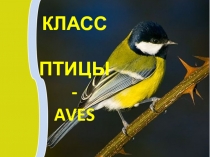 КЛАСС
ПТИЦЫ -
AVES