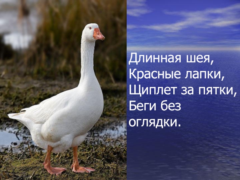 Красные лапки щиплет за пятки беги. Датский Легарт Гусь. Порода гусей датский Легард. Белый Гусь. Гусь с длинной шеей.