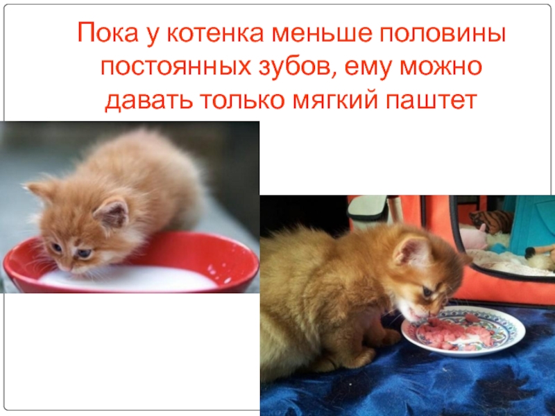 Что можно маленьким котятам. Мой будущий питомец.