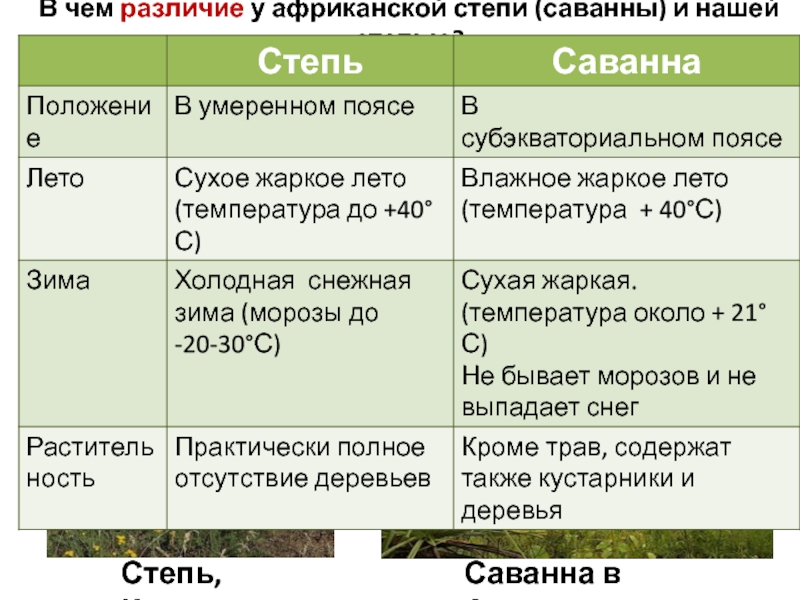 В отличие от природы. Сходство и различие между саваннами и степями. Степь и Саванна отличия. Сходсьва саванны и степ. Сходства саванны и степи.