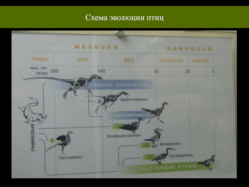 Планирование птицы. Эволюционная теория Дарвина схема. Копа Эволюция.