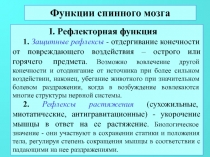 Функции спинного мозга
I. Рефлекторная функция
1. Защитные рефлексы -