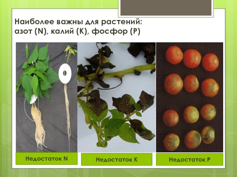 Минеральное питание овощных растений