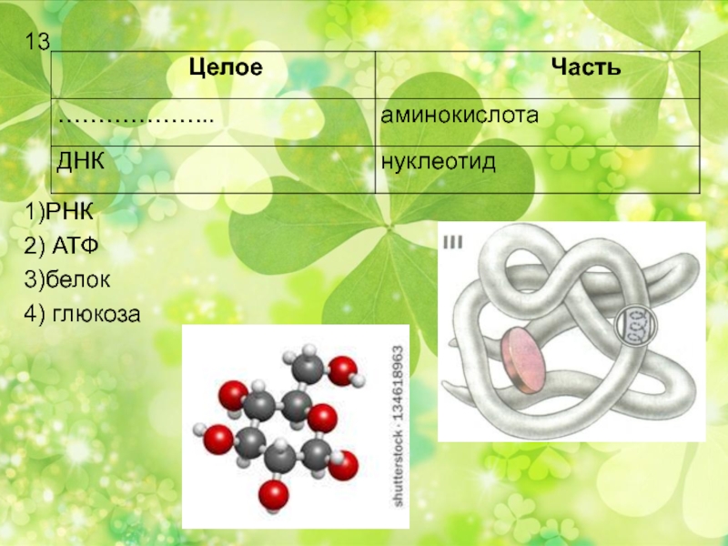 Игра по биологии презентация