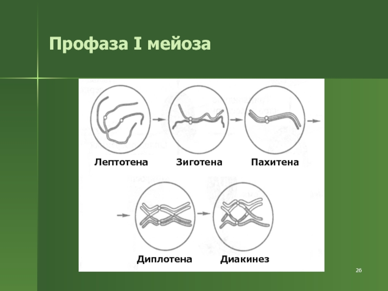 Профаза 1. Зиготена пахитена диплотена. Пахитена мейоза 1. Мейоз лептотена зиготена пахитена диплотена диакинез таблица. Профаза 1 лептотена зиготена пахитена диплотена диакинез.