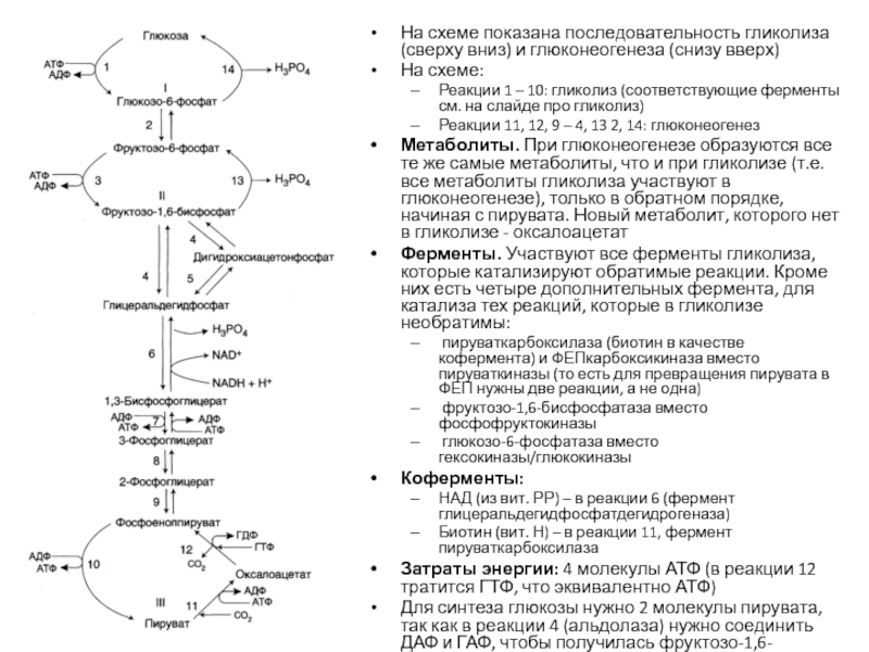 Гликолиз схема с ферментами
