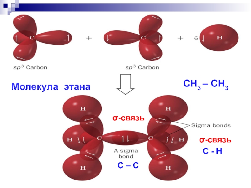 Объем метана ch4. Этан связи в молекуле. Форма молекулы этана. Сигма связь в химии органика. В молекуле этана число связей.