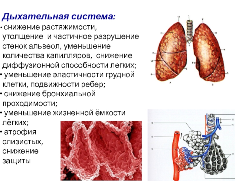 Сокращение легких. Снижение диффузионной способности легких. Капилляры альвеол легких.