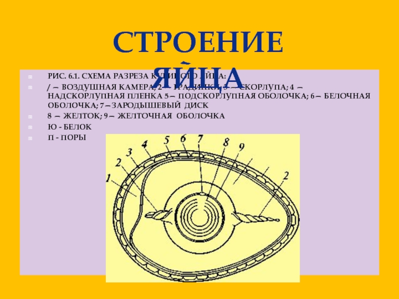 Яйцо в разрезе схема