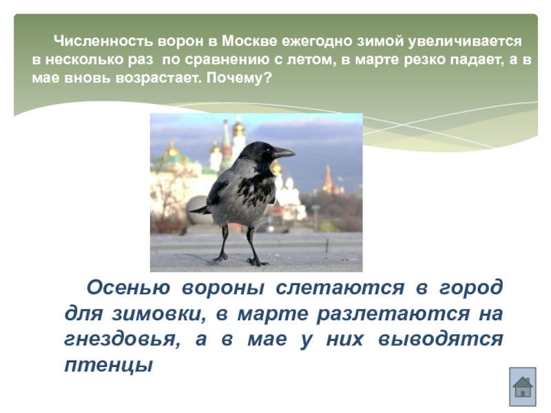 Ворон анализ. Численность ворон в городе Москве. Численность птиц каждый год. Черные вороны в Москве. Численность птиц в Москве.