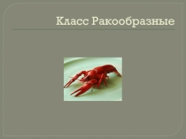 Класс Ракообразные