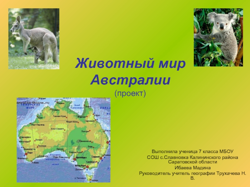 Презентация Проект «Животный мир Австралии»