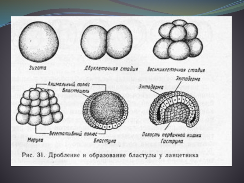 Равномерное дробление. Зигота морула бластула. Онтогенез зигота морула бластула. Зигота морула гаструла. Бластула ланцетника.