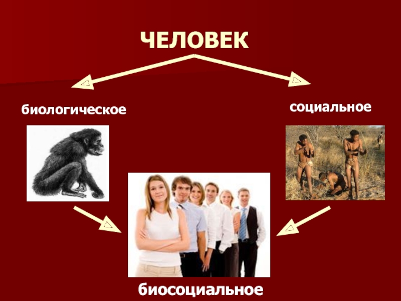 Презентация человек биосоциальное существо 6 класс