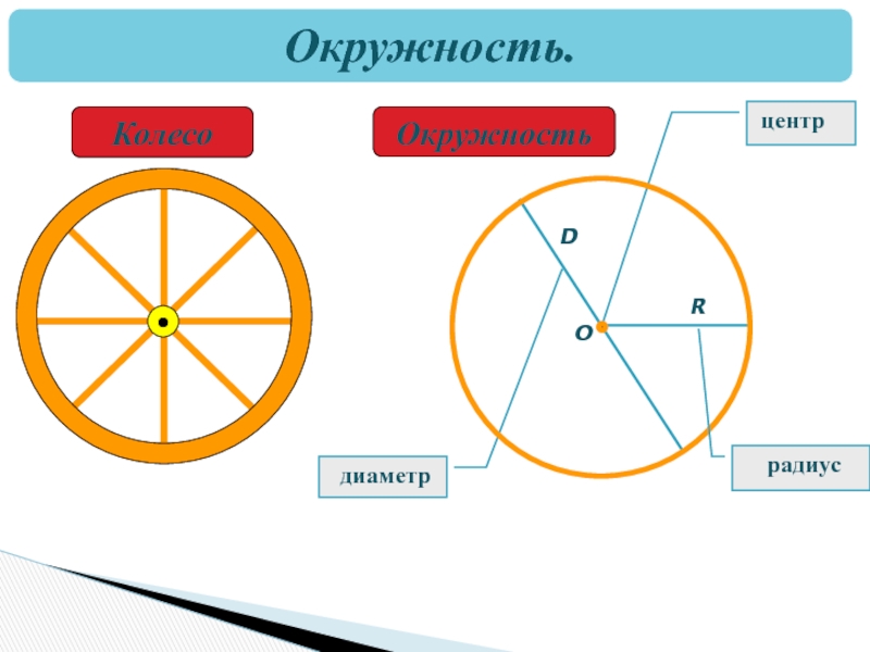 Сжатая окружность 6 букв. Окружность колеса. Радиус и диаметр колеса. Окружность предметы. Колесо это круг или окружность.