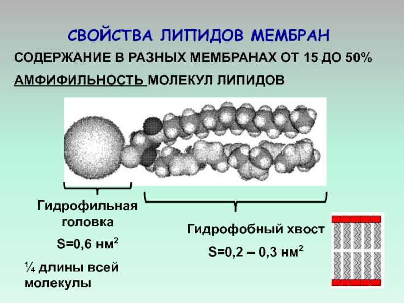 Характеристика мембраны. Что такое амфифильность молекул фосфолипидов. Фосфолипиды. Это амфифильные молекулы. Гидрофобные и гидрофильные липиды. Строение липидов.