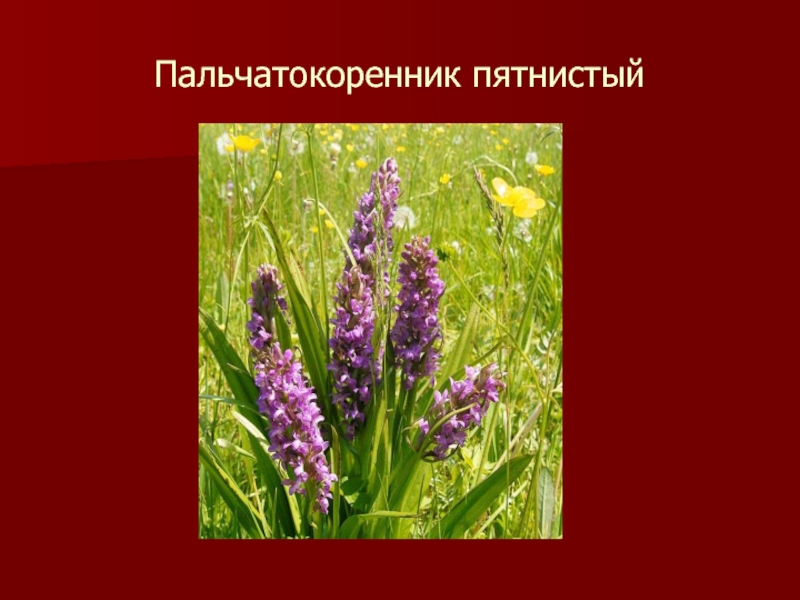 Красная книга тамбовской области фото и описание