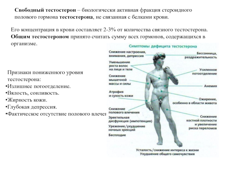 Реферат: Тестостерон