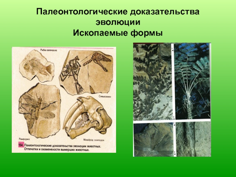 Палеонтологические доказательства. Палеонтологические доказательства эволюции. Палеонтологические доказательства эволюции органического мира. Эмбриологические и палеонтологические доказательства. Палеонтологические данные доказывают.