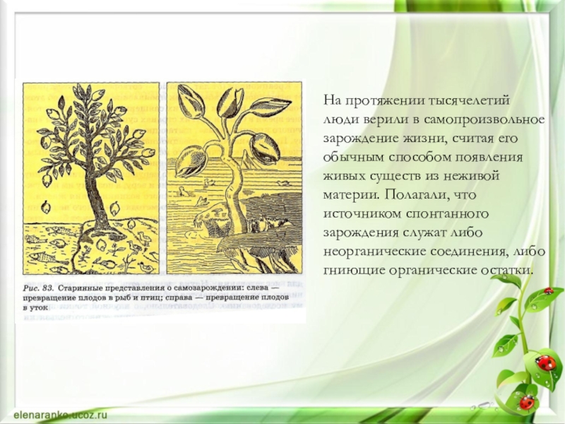 Самопроизвольное зарождение жизни суть. Самопроизвольное Зарождение жизни. Теория самозарождения жизни. Теория самопроизвольного зарождения. Гипотеза самопроизвольного зарождения.