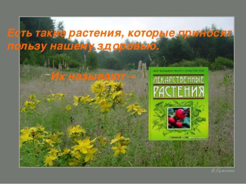 Охрана растений окружающий 3. Охрана травы. Охранять дикорастущие растения. Проект на тему охрана растительного мира. Охрана травянистых растений.