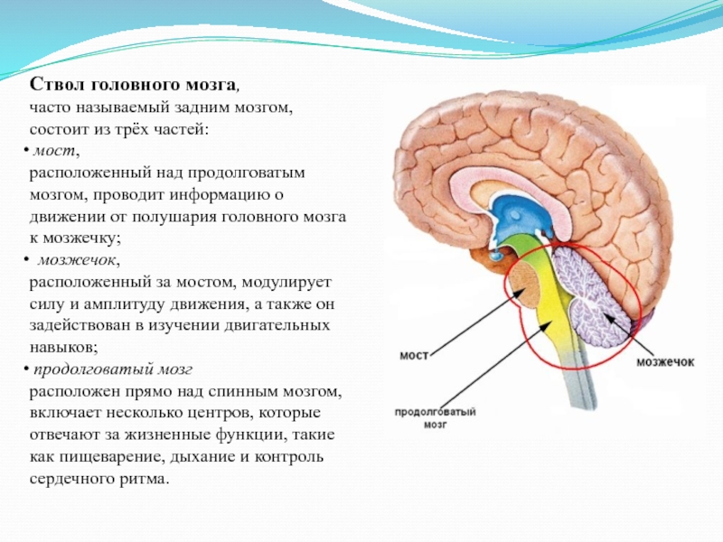 Какой цифрой на рисунке обозначен продолговатый мозг