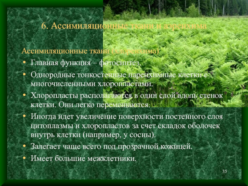 Ассимиляционная ткань. Ассимиляционная ткань растений. Ассимиляционная ткань функции. Ассимиляционная ткань растений функции. Ассимиляционная ткань характеристика.