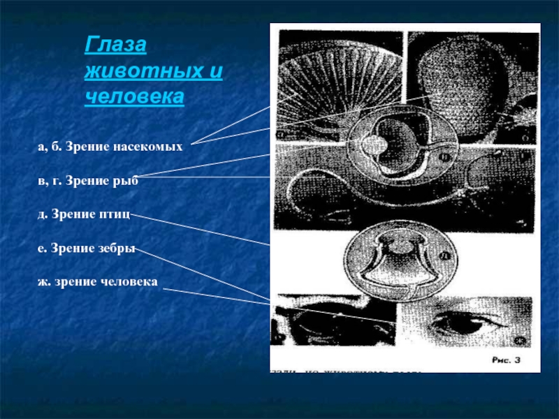 Презентация зрение птиц