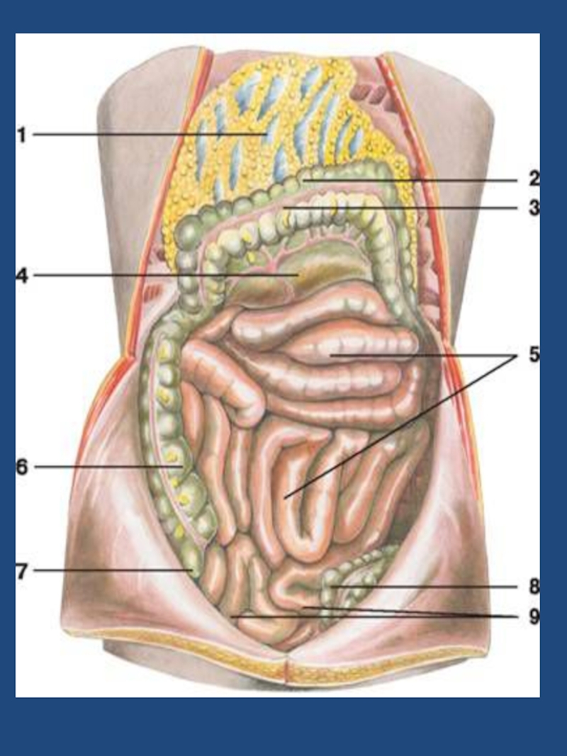 Брюшная полость кишечник. Тонкая кишка анатомия сальник. Сальник брюшной полости анатомия. Сальник поперечной ободочной кишка. Анатомия сальника и брыжейки.