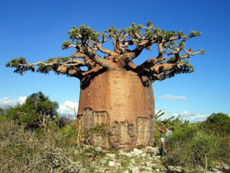 Баобаб или бутылочное деревоЭто удивительное дерево достигает 30 метров в высоту и 11 метров в ширину. В