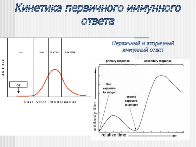 Схема первичный и вторичный иммунный ответ