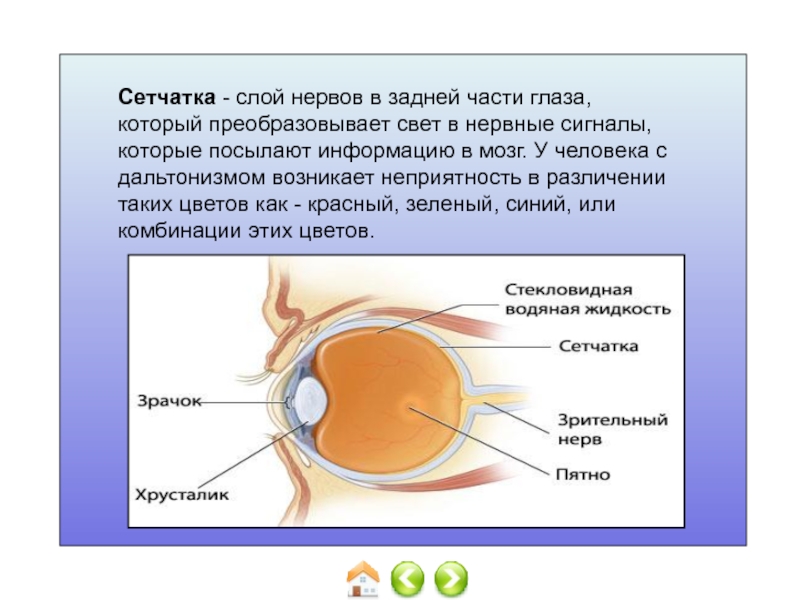 Дальтонизм презентация по генетике