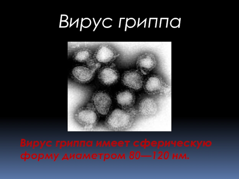Вирус гриппа имеет сферическую форму диаметром 80—120 нм.Вирус гриппа