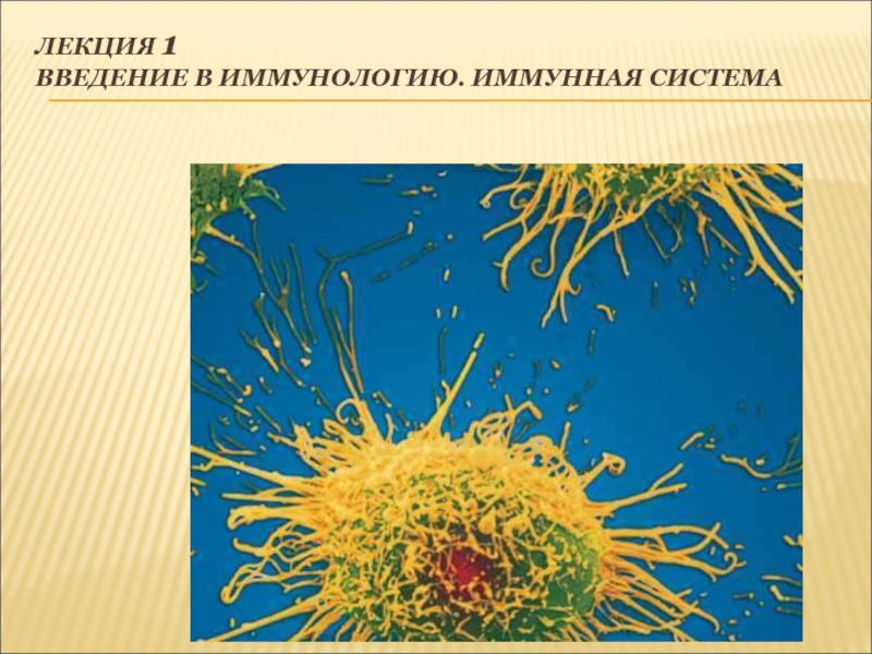 Лекция 1 Введение в иммунологию. Иммунная система