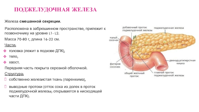 Анатомия и физиология поджелудочной железы презентация