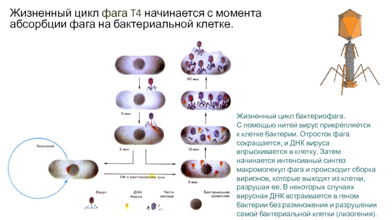 Жизненный цикл бактериофага схема