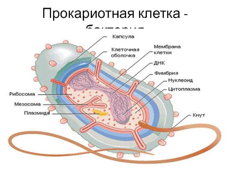 Клетка микроба. Для прокариотной клетки характерно наличие. Органоиды прокариотной клетки. Для прокариотической клетки характерно. Типичная клетка бактерии.