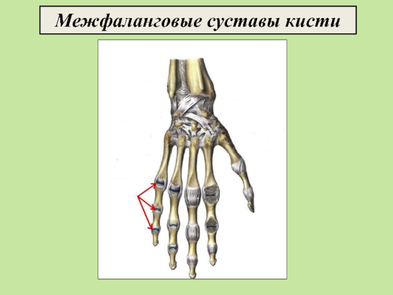 Проксимальные межфаланговые суставы кисти фото