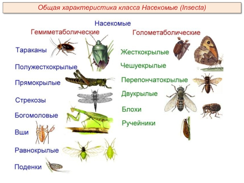 Общая характеристика класса Насекомые (Insecta)