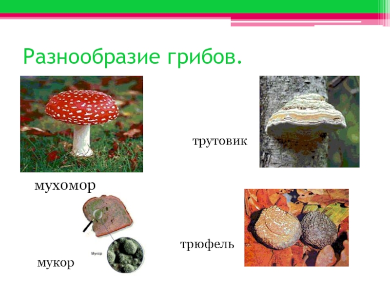 Разнообразие грибов.мухомортрутовикмукортрюфель