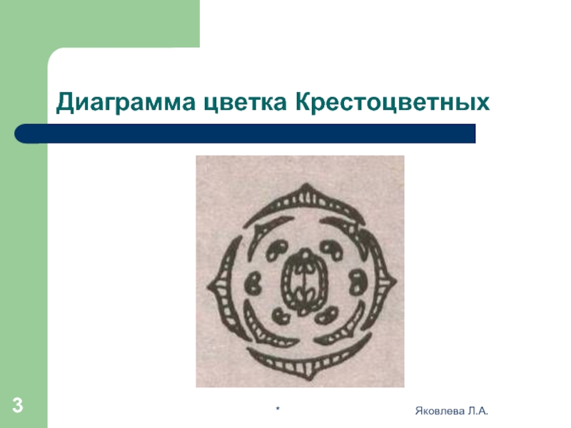 Крестоцветные диаграмма. Диаграмма крестоцветных цветков. Семейство крестоцветные диаграмма цветка. Диаграмма цветка крестоцветных. Диаграммы цветков семейства крестоцветные.