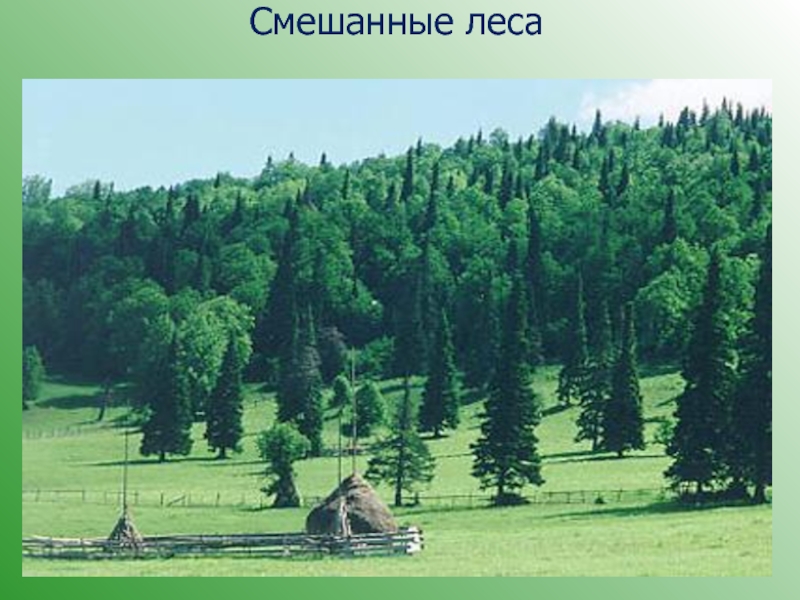 Лес 6 класс. Жизнь на поверхности суши леса. Доклад на тему жизнь на поверхности суши леса. Жизнь на поверхности суши леса 6 класс география. Леса 6 класс география.