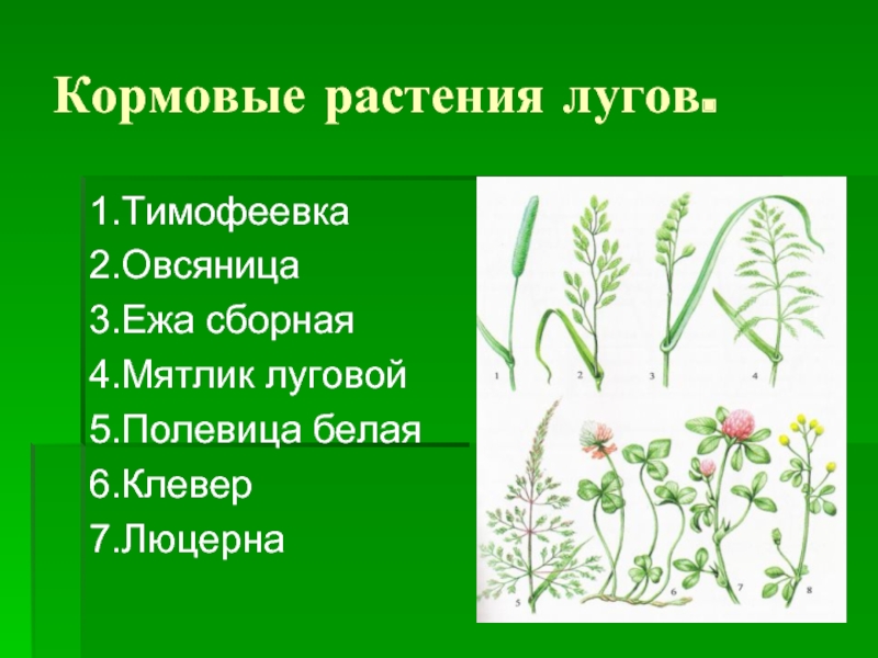 Растения луга 4 класс. Кормовые растения мятлик и Тимофеевка. Кормовые травы (Тимофеевка, Клевер, люцерна). Кормовые растения Луга. Растения Луга кормовые травы.