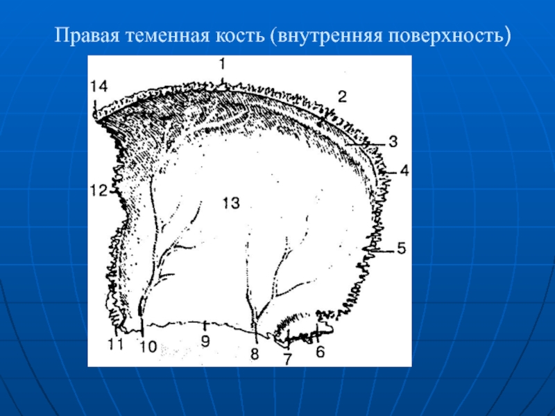 Правая поверхность. Теменная кость анатомия. Теменная кость наружная поверхность. Правая теменная кость внутренняя поверхность. Impressiones Digitatae теменная кость.