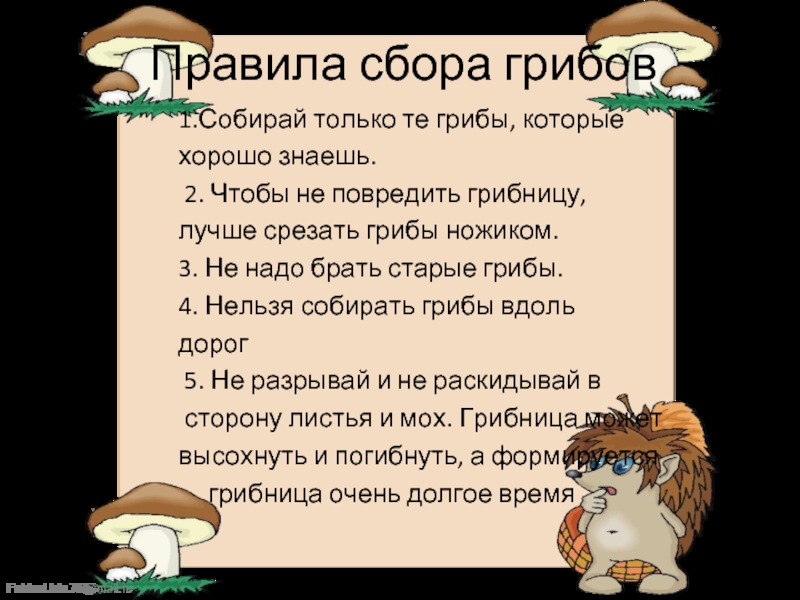 Грибы лучше срезать. Как правильно срезать грибы. Грибы надо срезать или выкручивать. Как правильно собирать грибы срезать или выкручивать. Как правильно собирать грибы.