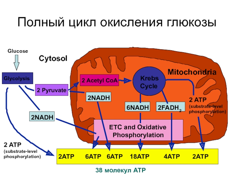 Цикл кребса в митохондриях. Гликолиз в митохондрии. Схема клеточного дыхания в митохондриях. Клеточное дыхание гликолиз.