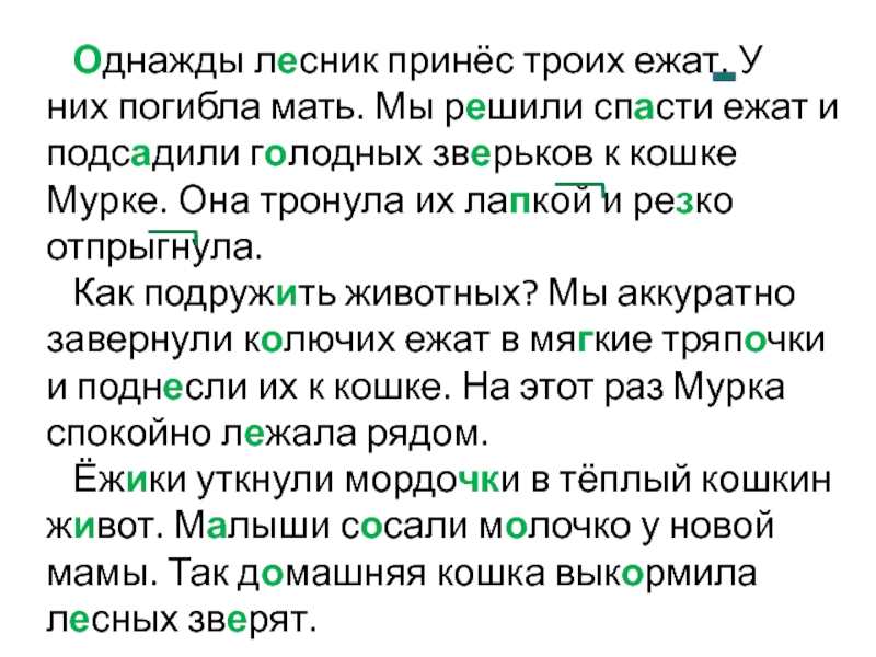 Какие слова лесник. Мурка и ежата текст. Однажды Лесник принес троих ежат. Изложение Мурка и ежата. Диктант Мурка и ежата.